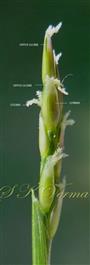  Inflorescence
